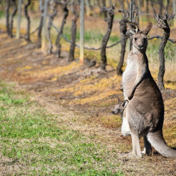hunter valley vineyards