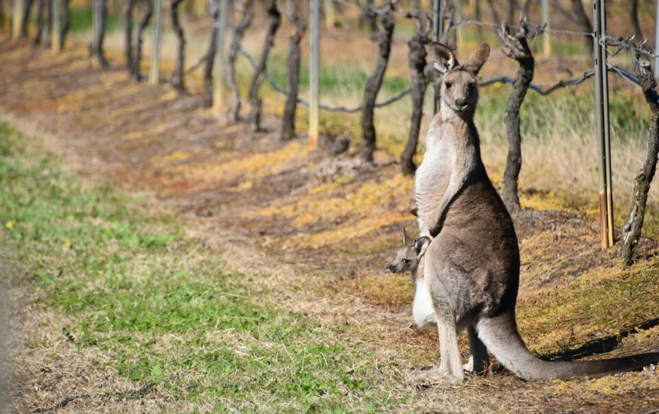 hunter valley vineyards