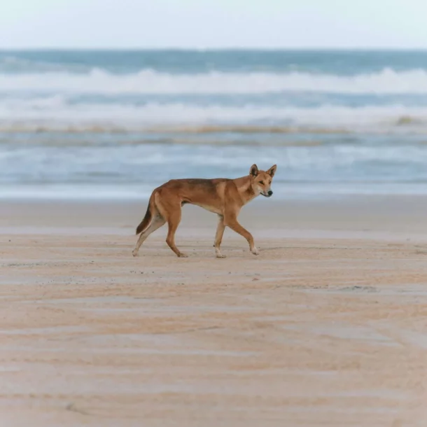 Sydney to Fraser Island Bus Tours