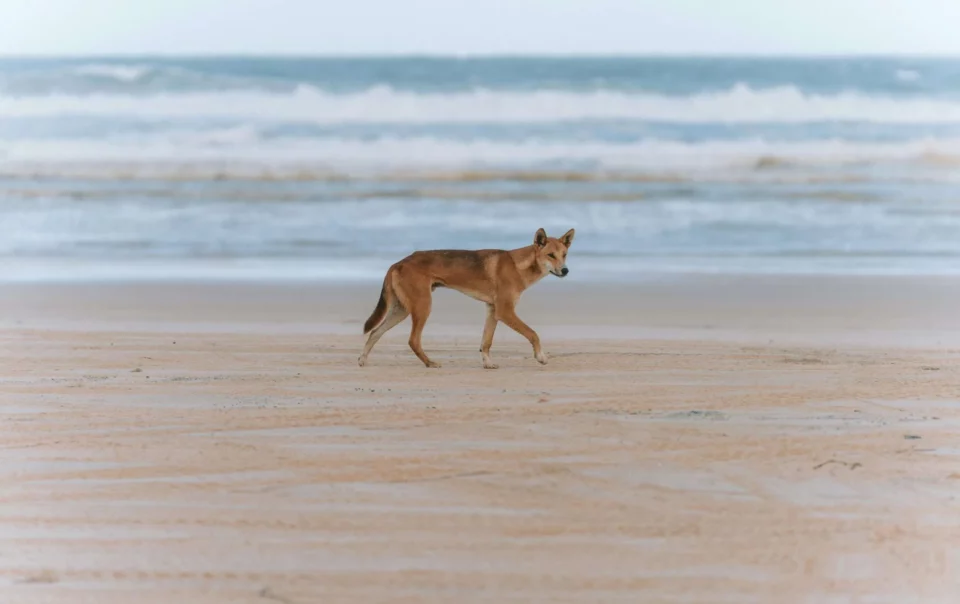 Sydney to Fraser Island Bus Tours