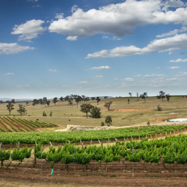 hunter valley vineyards
