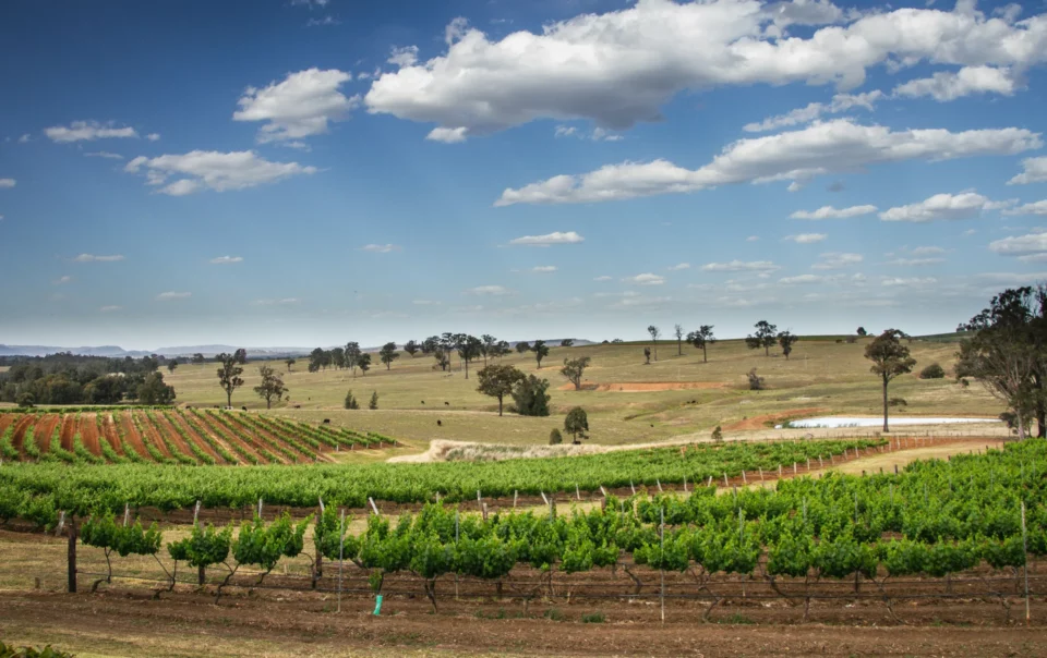 hunter valley vineyards