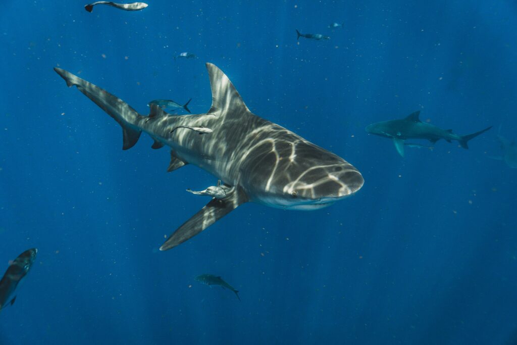 Sharks at Shelly Beach, Manly