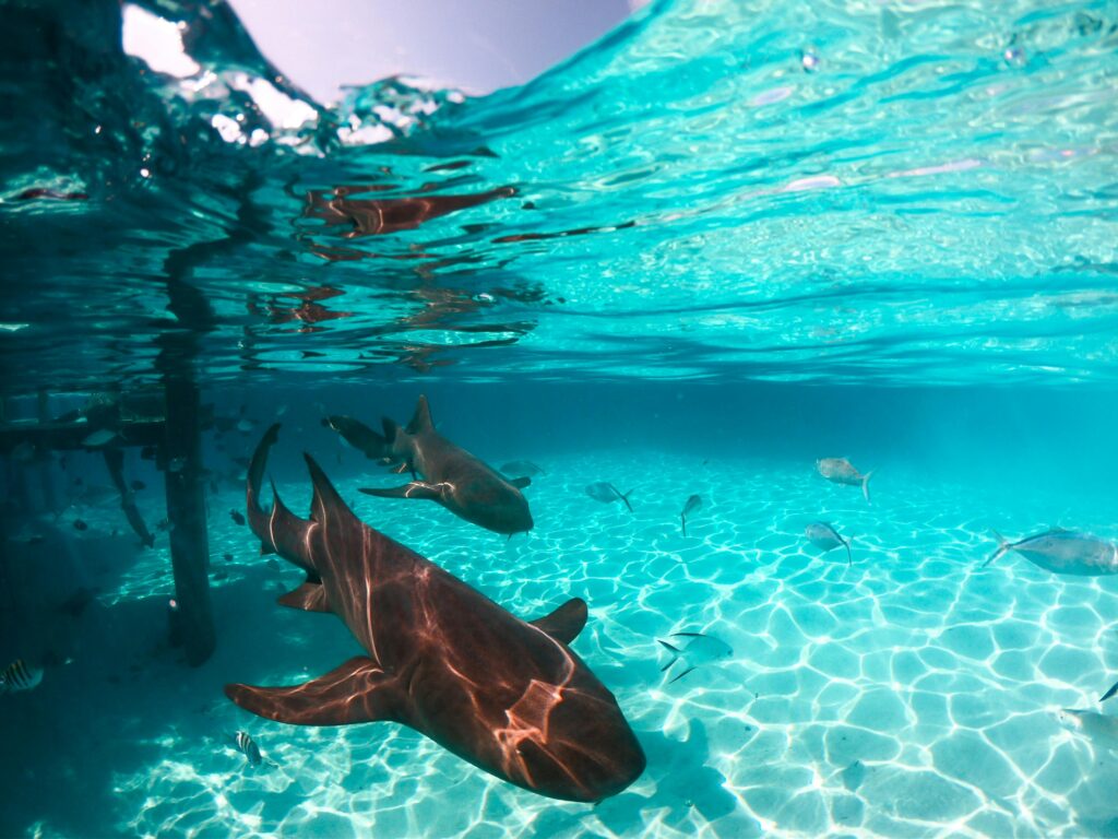 Shark Spotting at Bondi Beach