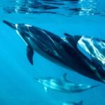 Best Sydney Spots to See Dolphins, Whales & Sharks