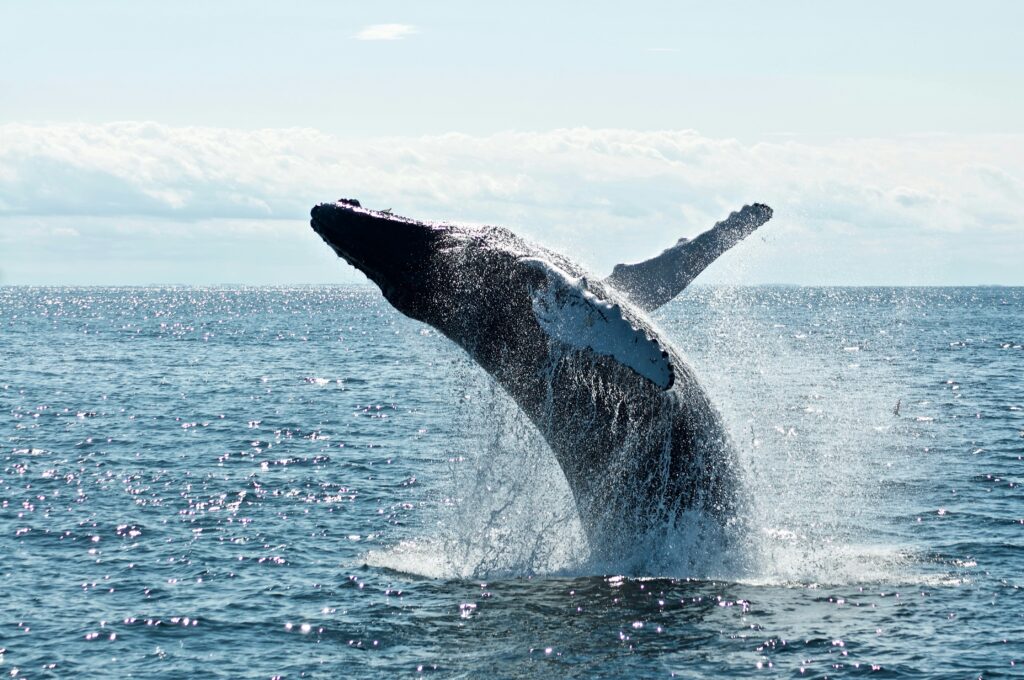 whale watching in sydney
