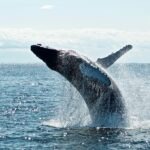 Whale Watching in Sydney