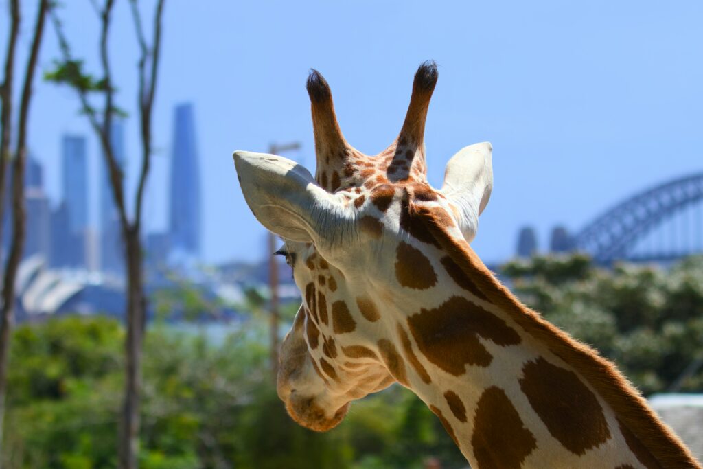 taronga zoo sydney