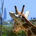 Experience Taronga Zoo Sydney