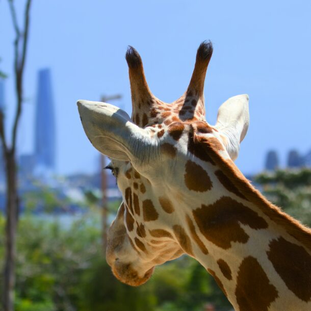 taronga zoo sydney